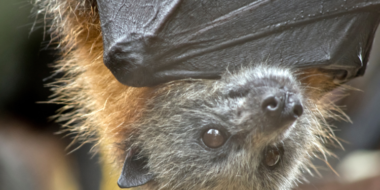 Diagnostic dilemma: Growing weed with bat poop left 2 men with deadly infections